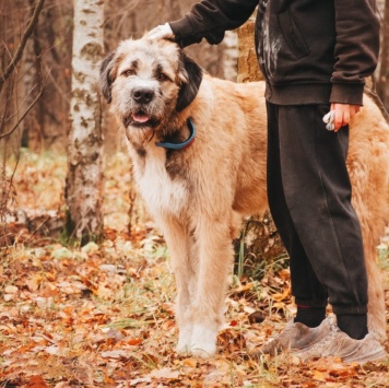 Собаки в добрые руки - Данай - 4
