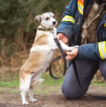 Собаки в добрые руки - Кукла - 1