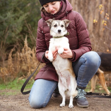 Собаки в добрые руки - Кукла - 2