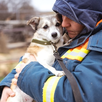 Собаки в добрые руки - Кукла - 4