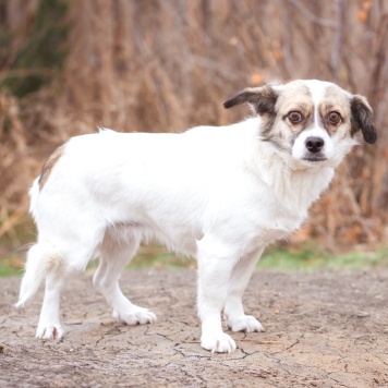 Нюша - Собаки в добрые руки