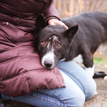 Собаки в добрые руки - Ронни - 1
