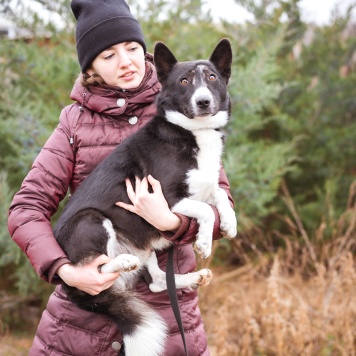 Собаки в добрые руки - Ронни - 2