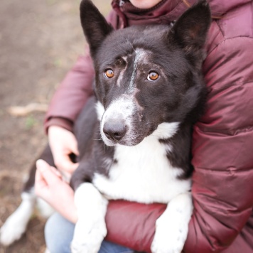 Собаки в добрые руки - Ронни - 3