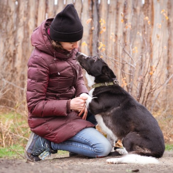 Собаки в добрые руки - Ронни - 4