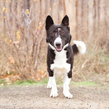 Собаки в добрые руки - Ронни - 1