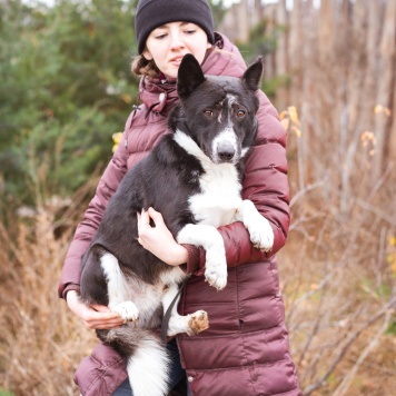 Собаки в добрые руки - Ронни - 2