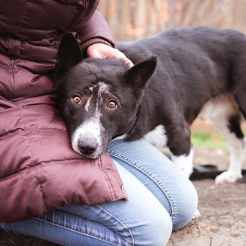 Собаки в добрые руки - Ронни - 3