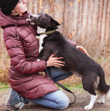 Собаки в добрые руки - Ронни - 4