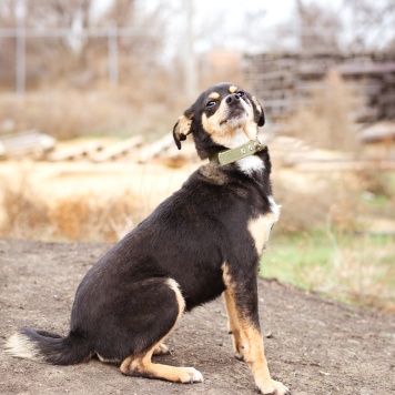 Собаки в добрые руки - Тося - 1