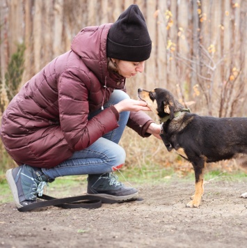 Собаки в добрые руки - Тося - 3