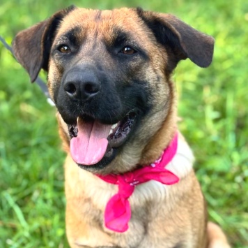 Собаки в добрые руки - Джина