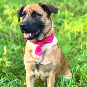 Собаки в добрые руки - Джина - 1