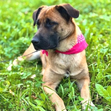 Собаки в добрые руки - Джина - 2