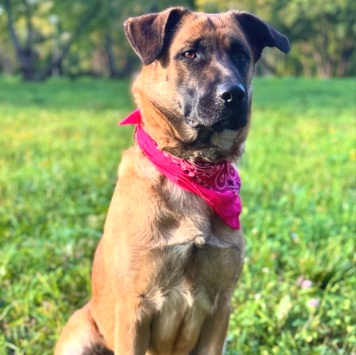 Собаки в добрые руки - Джина - 3