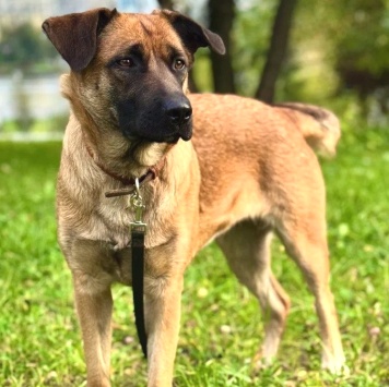 Собаки в добрые руки - Джина - 4