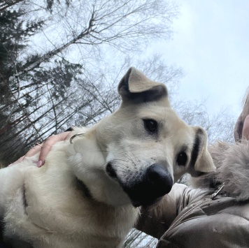 Собаки в добрые руки - Снежа - 1