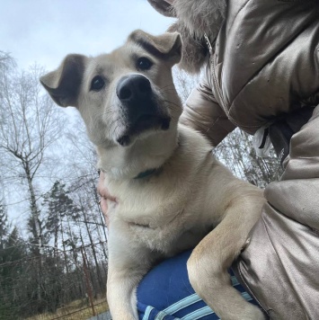 Собаки в добрые руки - Снежа - 2