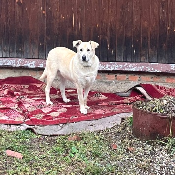 Собаки в добрые руки - Снежа - 3