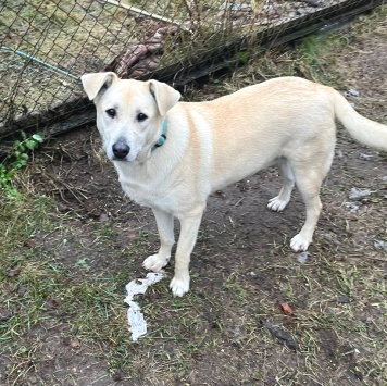 Собаки в добрые руки - Снежа - 4