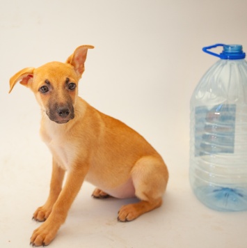 Кукляша - Собаки в добрые руки