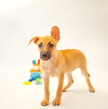 Собаки в добрые руки - Кукляша - 1