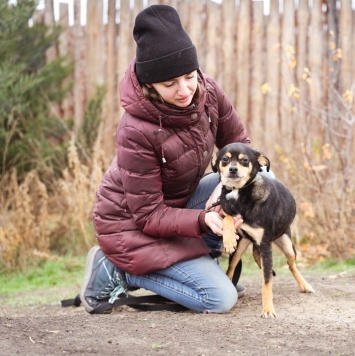 Собаки в добрые руки - Тося