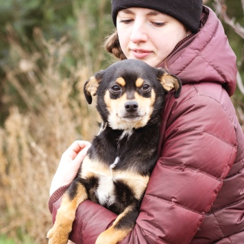 Собаки в добрые руки - Тося - 2