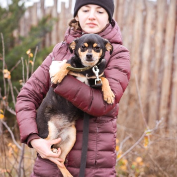 Собаки в добрые руки - Тося - 3