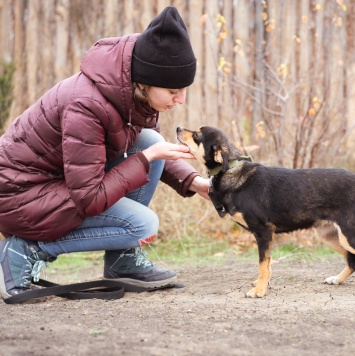 Собаки в добрые руки - Тося - 4