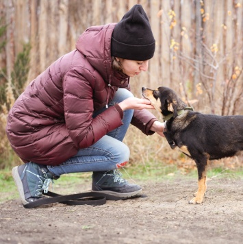 Собаки в добрые руки - Тося - 1