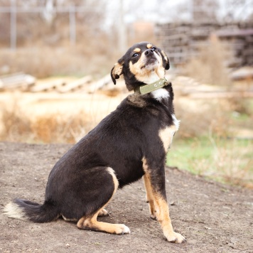 Собаки в добрые руки - Тося - 2