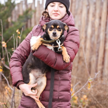 Собаки в добрые руки - Тося - 4