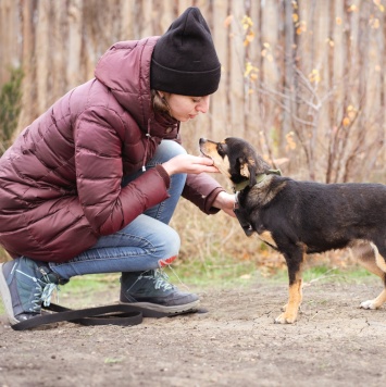 Собаки в добрые руки - Тося