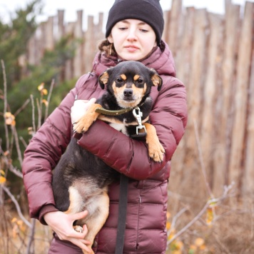 Собаки в добрые руки - Тося - 1