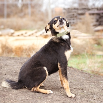 Собаки в добрые руки - Тося - 2