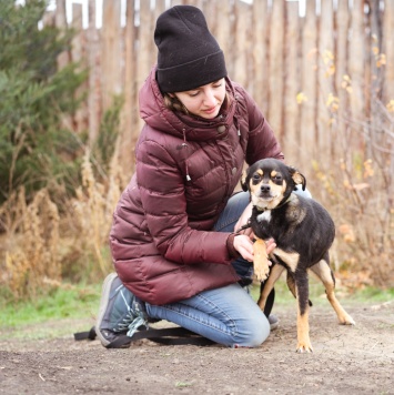 Собаки в добрые руки - Тося - 4