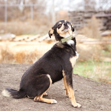 Собаки в добрые руки - Тося