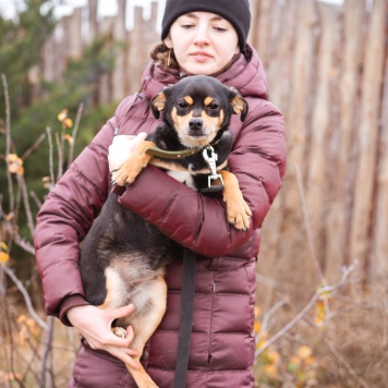 Собаки в добрые руки - Тося - 1