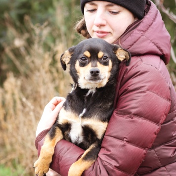 Собаки в добрые руки - Тося - 4