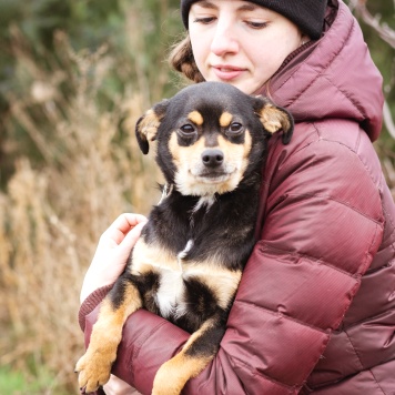 Собаки в добрые руки - Тося
