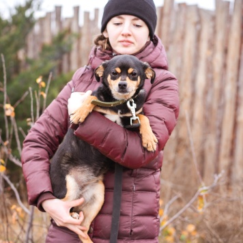 Собаки в добрые руки - Тося - 1