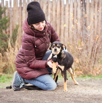 Собаки в добрые руки - Тося - 2