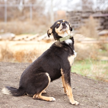 Собаки в добрые руки - Тося - 3
