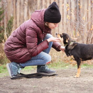 Собаки в добрые руки - Тося - 4