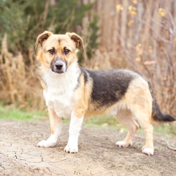 Собаки в добрые руки - Перчик - 1