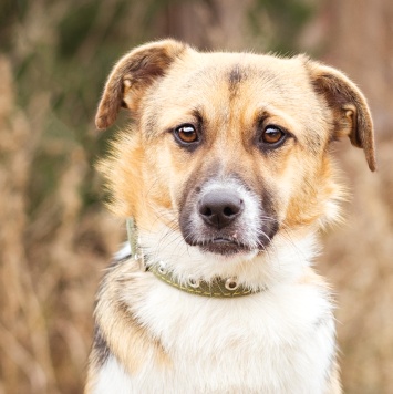 Собаки в добрые руки - Перчик - 2