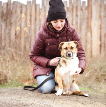 Собаки в добрые руки - Перчик - 4