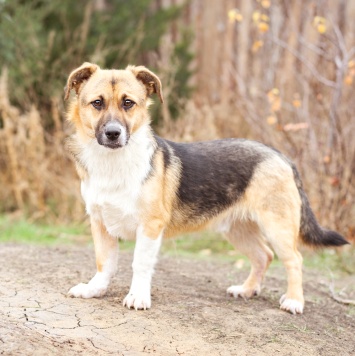 Собаки в добрые руки - Перчик