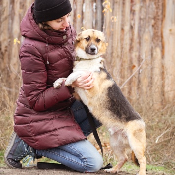 Собаки в добрые руки - Перчик - 4